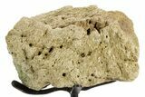 Fossil Dinosaur (Triceratops) Skull Section - South Dakota #363650-1